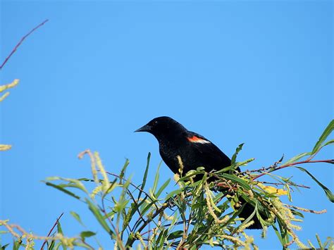 Red Winged Blackbird Tree Graphy Bird Hd Wallpaper Peakpx