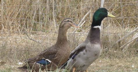 Metzer Farms Duck And Goose Blog Rouen Ducks