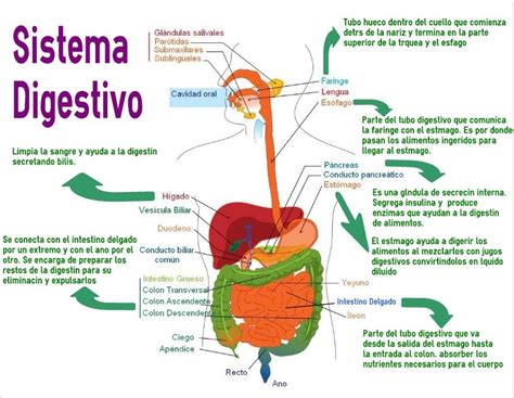 Esquema Del Aparato Digestivo ¡fotos And Guía 2021
