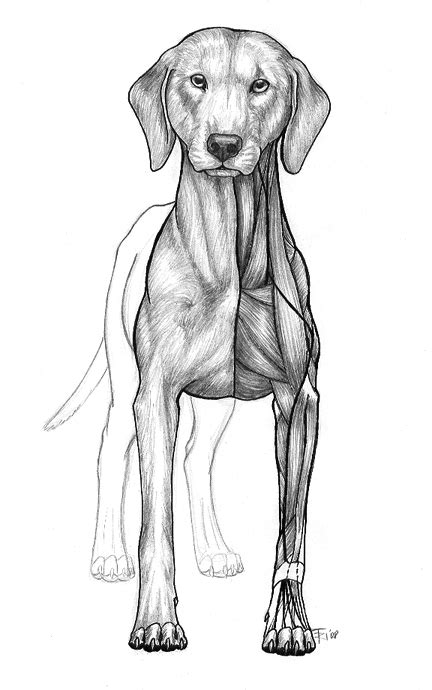 Anatomy Front View Of Dog By Annushkathesetter On Deviantart