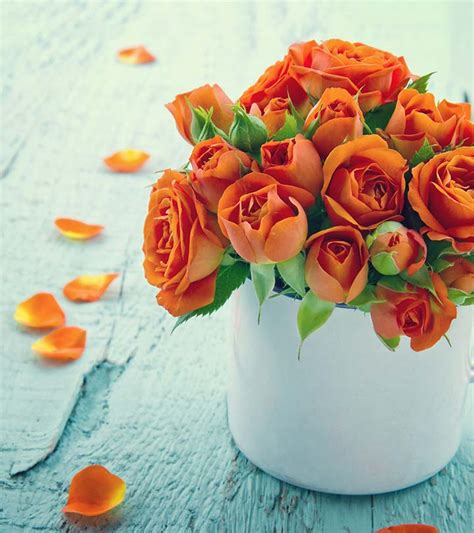 Most Beautiful Orange Roses For Your Garden