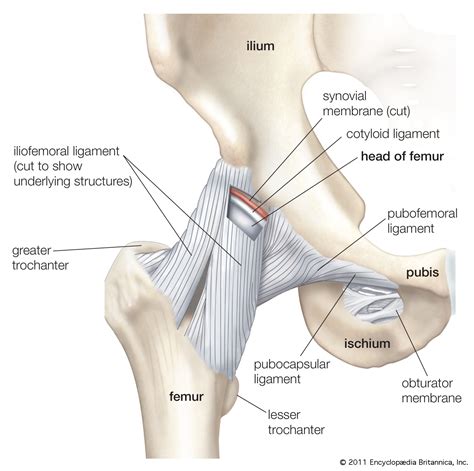Quadriceps muscles are attached to the tibia via patella. Hip | anatomy | Britannica
