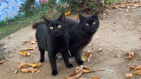 Two Lovely Black Cats Are Living In The Street Youtube