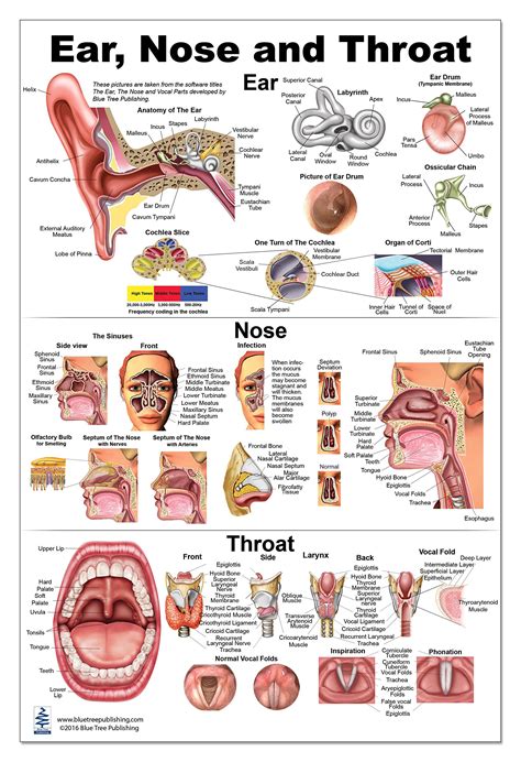 Ear Nose Throat Anatomy Chart Poster Laminated Pack Of Ahp Hot Sex