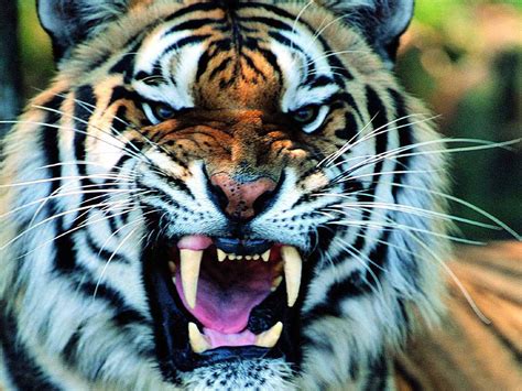 Tiger Face Long Sharp Teeth Hd Animal Wallpaper Download Hd Wallpapers