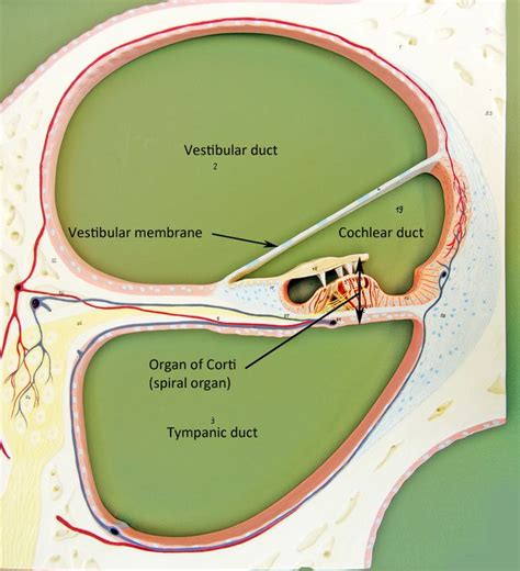 Cochlea Membrane Endocrine Supplemental Instruction