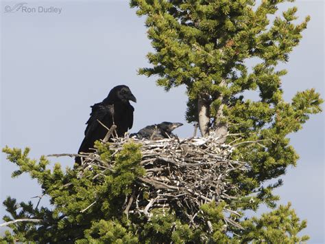 Raven Nest