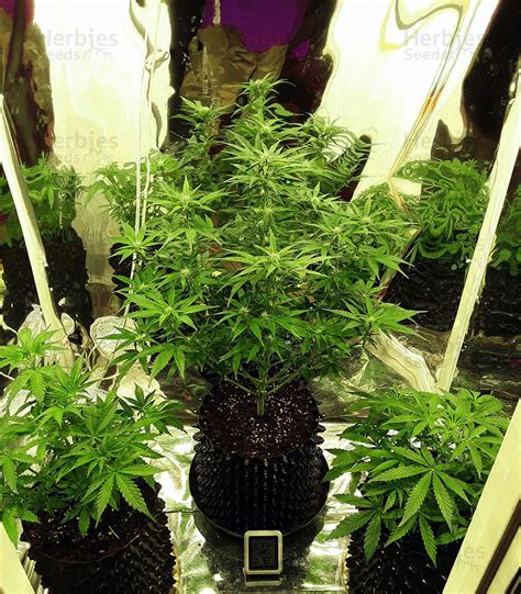 Auto Pineapple Glue Feminized Seeds For Sale Information And Reviews Herbies Seeds