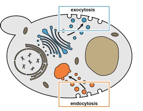 Endocytosis Vs Exocytosis Similarities And Differences