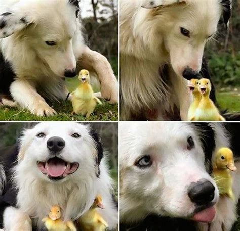 Dog Amd Ducks Dog And Duck Baby Animals Funny Animals Cute Animals