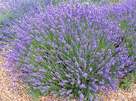 Lavandula Angustifolia Lavender Plant