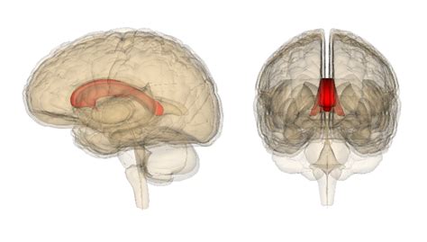 Left And Right Cerebral Hemispheres Corpus Callosum