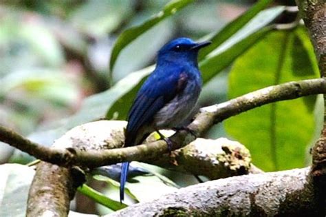 And educator based in langkawi with over 26 years of experience, irshad has been featured in such television channels like discovery channel, travel and living channel, bbc and national geographic channel. Birds of Malaysia