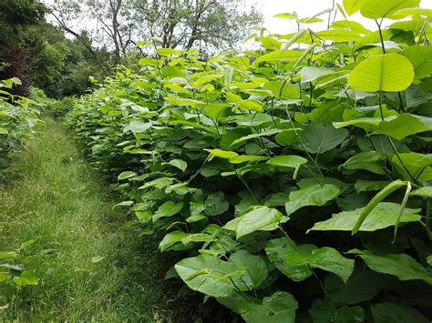 Discover The Best Japanese Knotweed Treatment