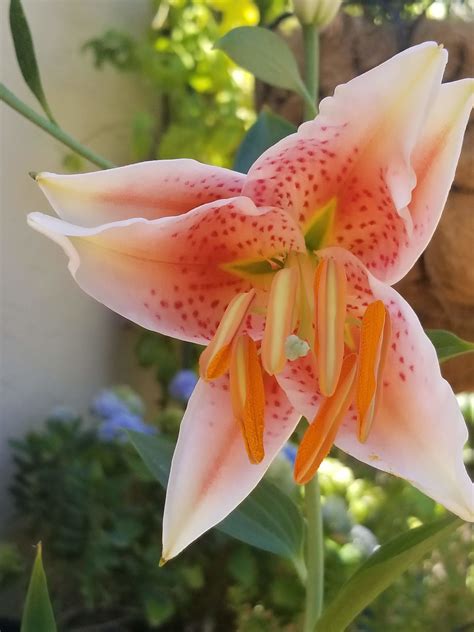 Oriental Lily Flower Pictures ~ Stargazer Lilies Lily Oriental Flowers