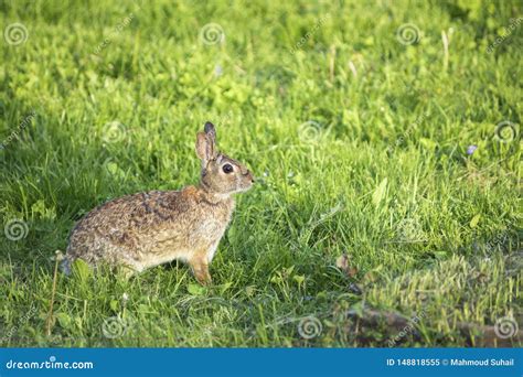 Backyard Spring Bunny In Grass Stock Image Image Of Rabbits Rabbit