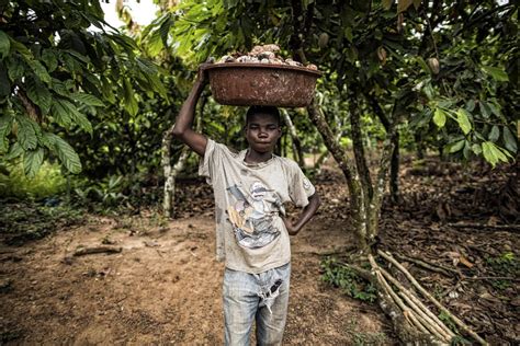 Child Labour In Africa Cocoa Plantation Chocolate Manufacturing