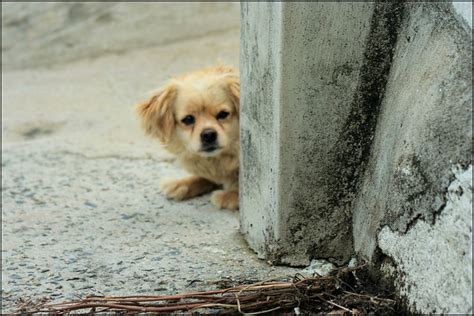 Why is my dog afraid of stairs? photo