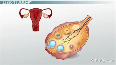 Ovaries Anatomy Function Diagram Lesson Study Com
