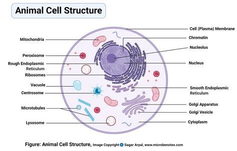 h cell parts and functions: Animal Cell- Definition, Structure, Parts, Functions and ...