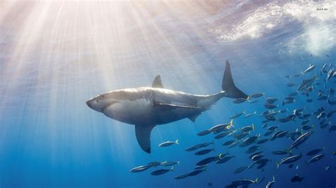 Great White Shark Wallpapers Hd Wallpaper Cave