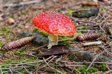 Close Up Of Single Red Toadstool Mushroom In The Forest Wild White