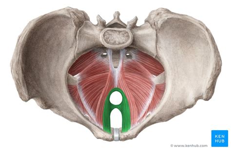 Músculo Elevador Levantador Do ânus Anatomia Kenhub