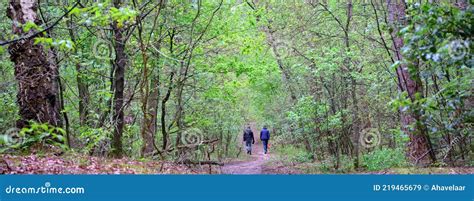 Two Men Walk In Through Fresh Leaves Of Spring Forest In The