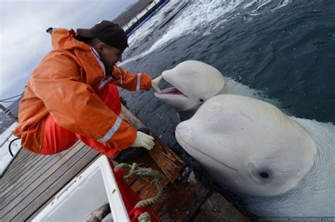 Incredible Images Of White Beluga Whales Being Trained In Russia
