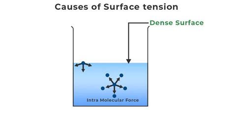 Surface Tension Definition Formula Causes Examples And Faqs