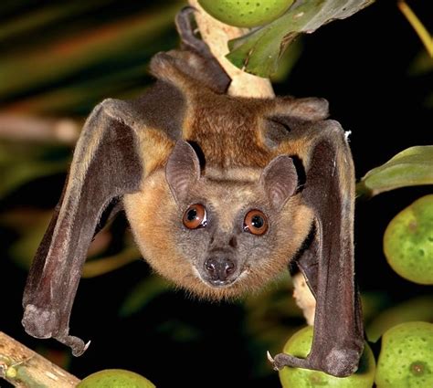 Epauletted Fruit Bat Fruit Bat Bat Australian Fruit