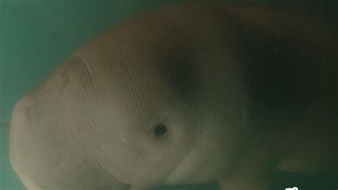 Rescued Baby Dugong Named ‘yamil
