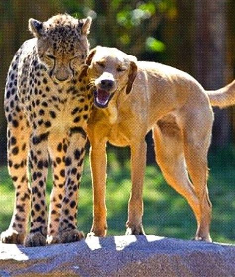 The Cutest Unlikely Animal Friendships Pawnation Unusual Animal