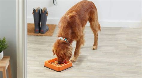 Cats naturally eat small amounts and often. If Your Dog Eats Way Too Fast, This Slow-Feed Bowl Is The ...