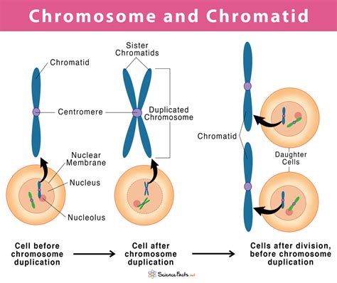 Difference Between Chromosomes And Chromatids Explained My Xxx Hot Girl