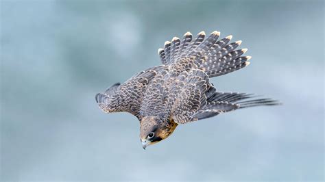 Research Reveals Exactly Why Peregrine Falcons Are So Deadly Audubon