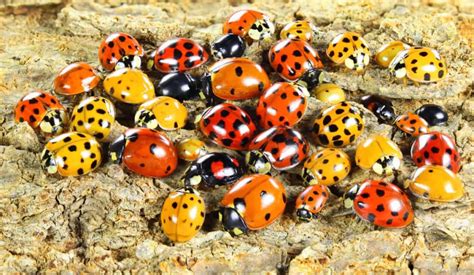 Ladybug Colors Your Complete Guide Whatbugisthat
