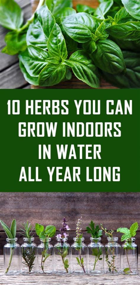 10 Herbs You Can Grow Indoors In Water All Year Long Herbs Growing