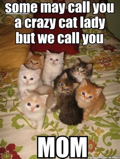 Top 30 Funny Cat Memes Quotes And Humor