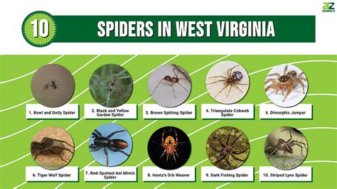 10 Spiders In West Virginia A Z Animals