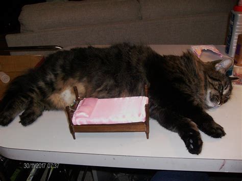 A cat is a domestic animal but there are wild cats too. Place sleeping cat beside bed to measure for size ...