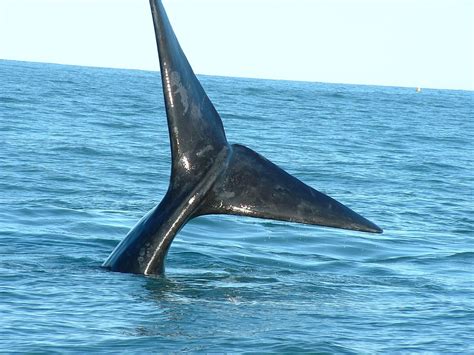 Whales Tail Free Photo Download Freeimages
