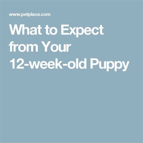 What to expect from an 8 week old puppy. What to Expect from Your 12-week-old Puppy | Puppies ...