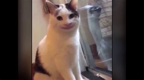 The Infamous Creepy Smiling Twitter Cat YouTube