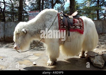 White Yak animal with saddle near Simla Himachal Pradesh India Stock