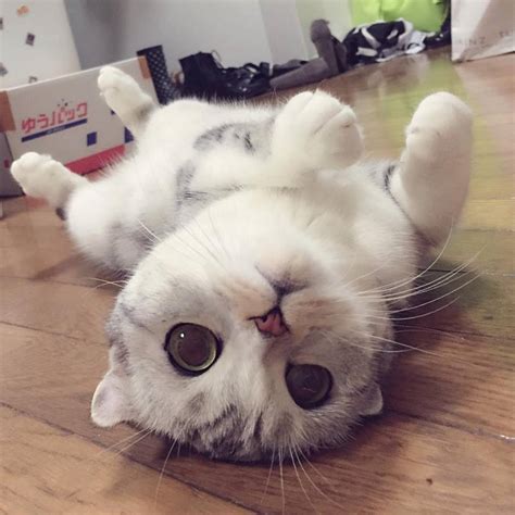 สก็อตติช โฟลด์ (scottish fold) 4. ภาพแมวน่ารักๆ - Berichten | Facebook