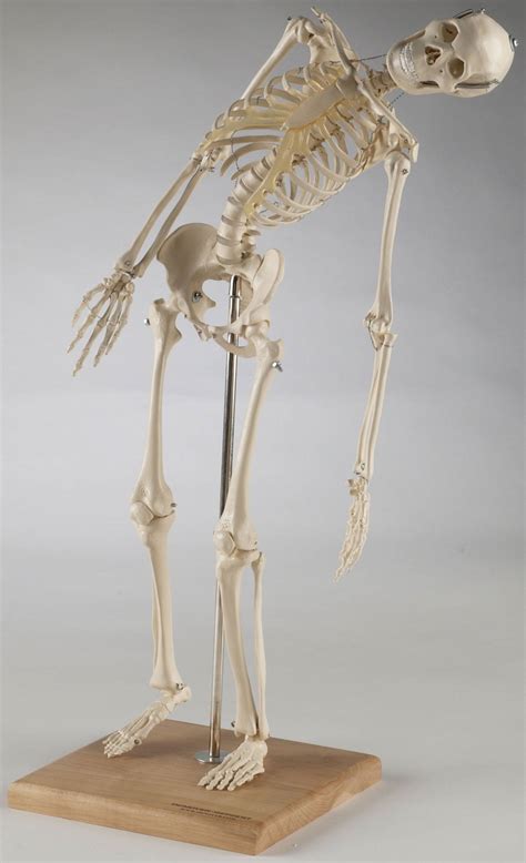 Denoyer Geppert Mini-Skeleton with Flexible Spine S28X
