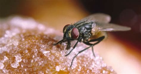 Halau Lalat Tanpa Bahan Kimia 4 Cara Tradisional Ini Berkesan