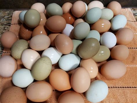 Best Quality Organic Fresh Chicken Table Eggs And Fertilized Hatching