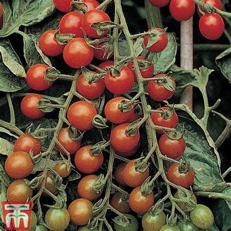 Solanum Lycopersicum Lucid Gem Tomato Lucid Gem Beefsteak Tomato